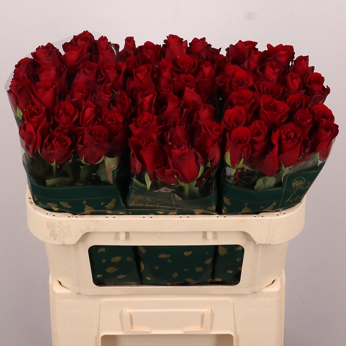 <h4>R GR EXPLORER</h4>