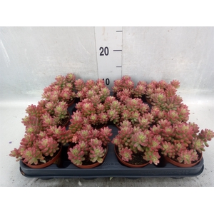 Sedum rubrotinctum 'Aurora'