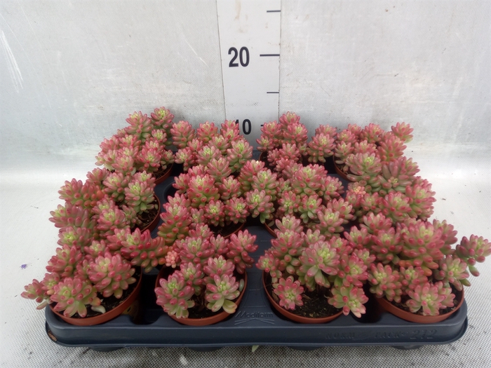 Sedum rubrotinctum 'Aurora'