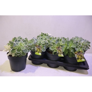 arr8 Sedum Te Vie En Rose