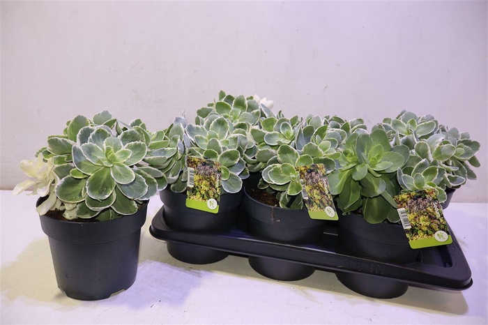 <h4>arr8 Sedum Te Vie En Rose</h4>