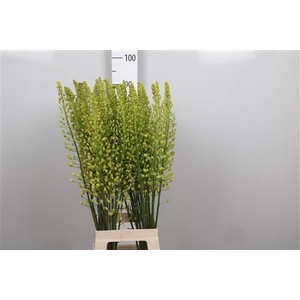 Eremurus Sh Yell Sun