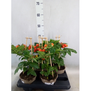 Solanum lycopersicum   ...