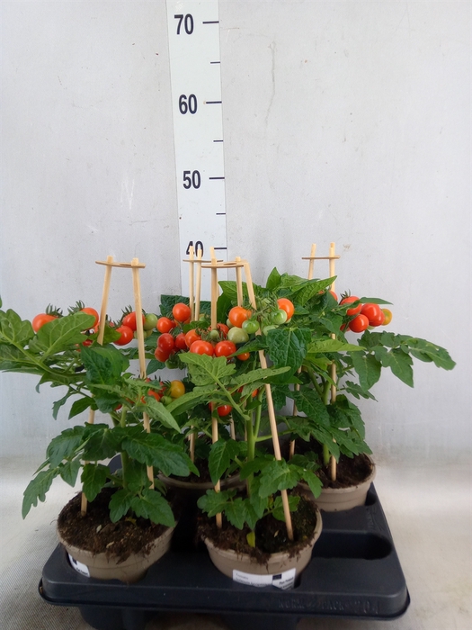 <h4>Solanum lycopersicum   ...</h4>