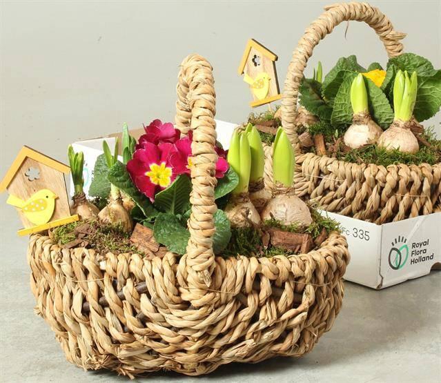 <h4>ARR TUINPLANTEN</h4>