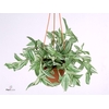 Tradescantia  'Ivory Hill'