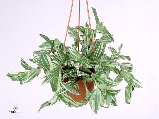 Tradescantia  'Ivory Hill'