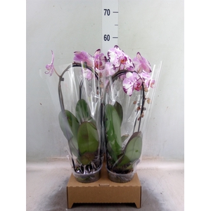Phalaenopsis  'Elegant Cascade'