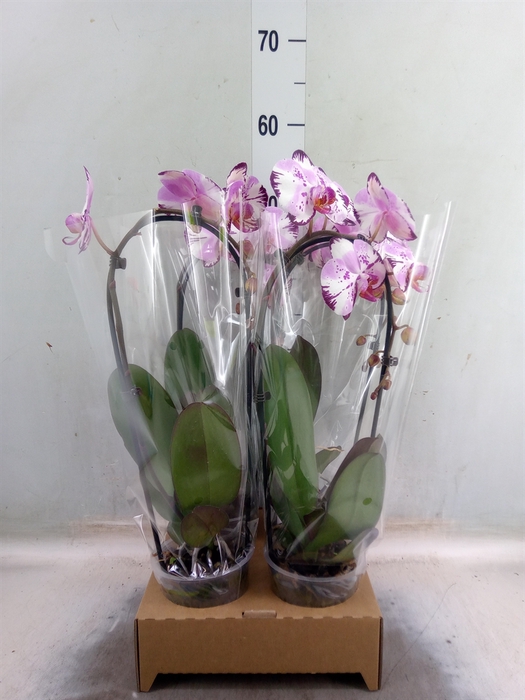 <h4>Phalaenopsis  'Elegant Cascade'</h4>