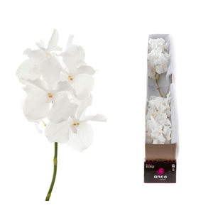 Vanda Ansu No.1 X4