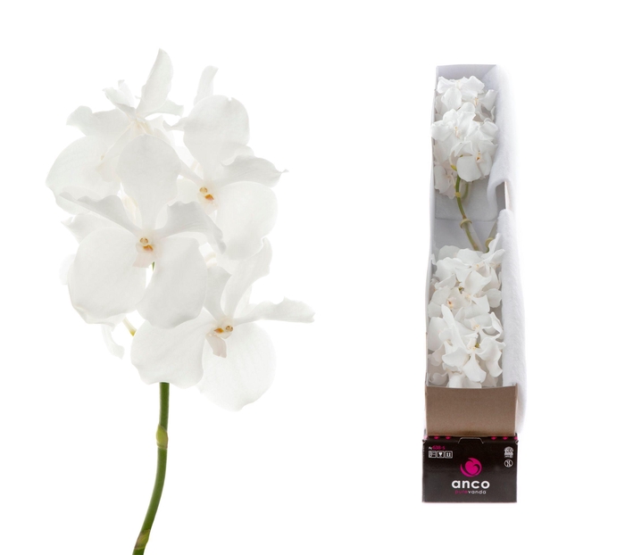 <h4>Vanda Ansu No.1 X4</h4>