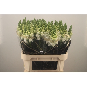 Antirrhinum Nl. White Antibes