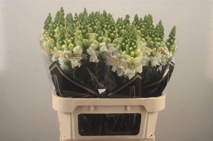 <h4>Antirrhinum Nl. White Antibes</h4>