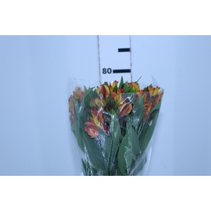 ALSTROEMERIA COCKTAIL 080 CM