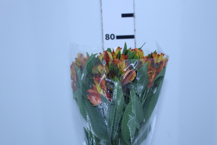 ALSTROEMERIA COCKTAIL 080 CM