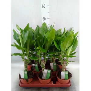 Dracaena frag. 'Steudneri'
