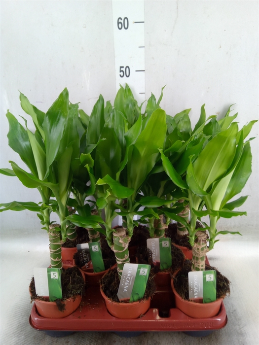 <h4>Dracaena frag. 'Steudneri'</h4>