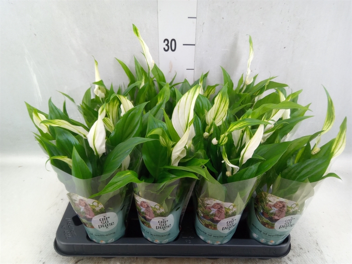 <h4>Spathiphyllum  'Pearl Cupido'</h4>