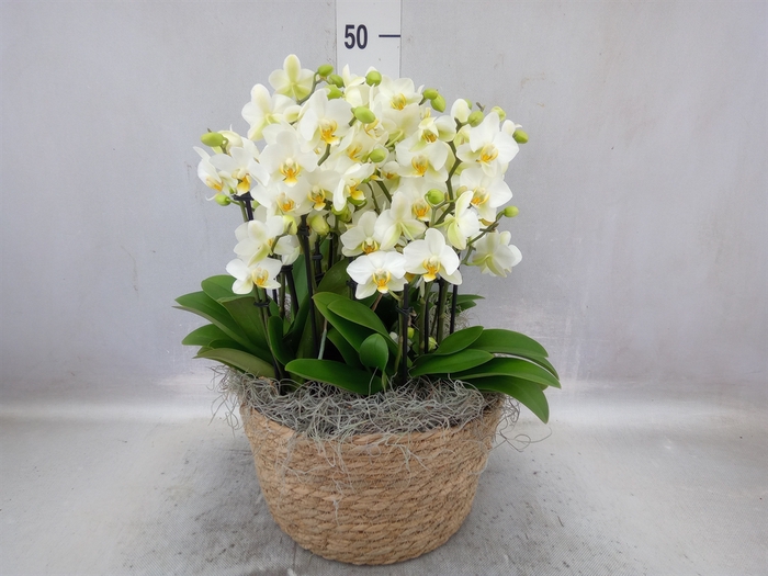 <h4>Phalaenopsis multi.   ...mix</h4>