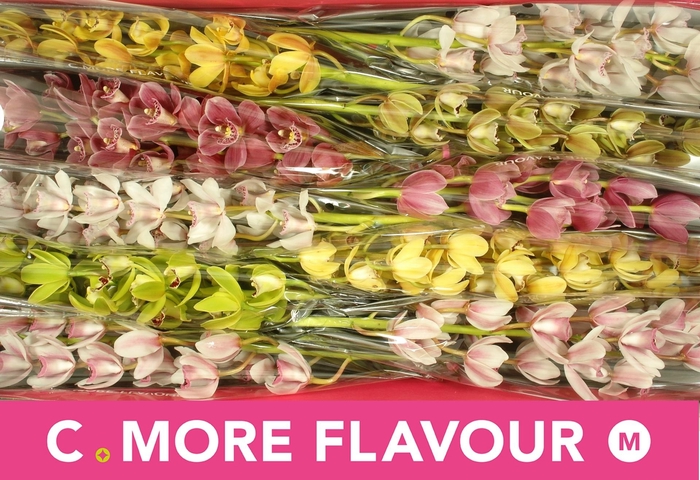 <h4>CYMB MI GEM</h4>