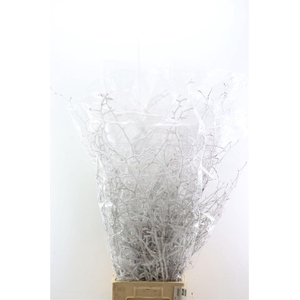 Beuk Snow 130cm P Stem