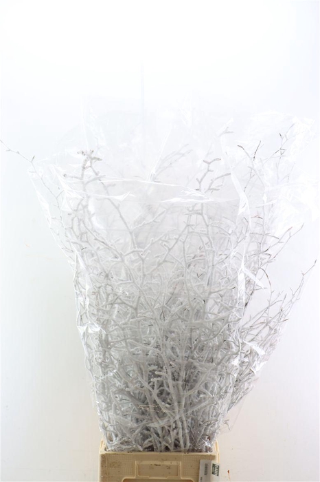 <h4>Beuk Snow 130cm P Stem</h4>