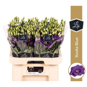 EUST G ROSITA BLUE