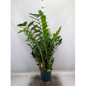 Zamioculcas zamiifolia
