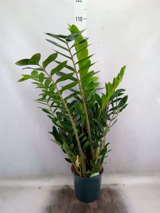 <h4>Zamioculcas zamiifolia</h4>