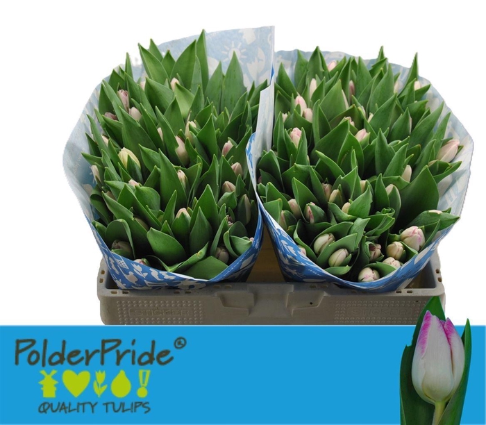 <h4>Tu En Sinfonie</h4>