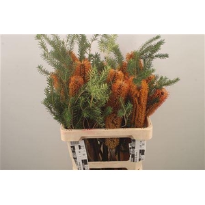 Banksia Ericifolia
