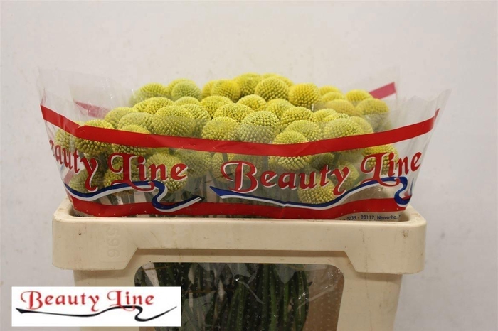 <h4>CRAS PAINTBALL POP</h4>