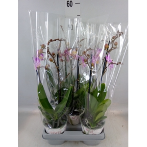 Phalaenopsis  'Sunca Pula'