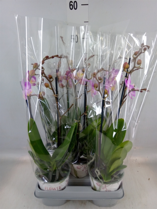 <h4>Phalaenopsis  'Sunca Pula'</h4>