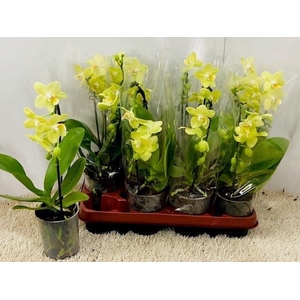 PHAL OV