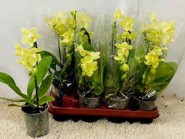 <h4>PHAL OV</h4>