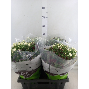 Chrysanthemum  'Jasoda'  ..mix /pot