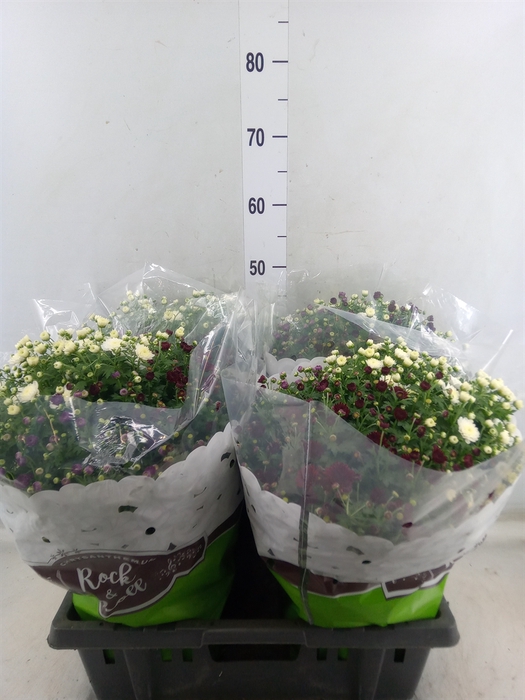 <h4>Chrysanthemum  'Jasoda'  ..mix /pot</h4>