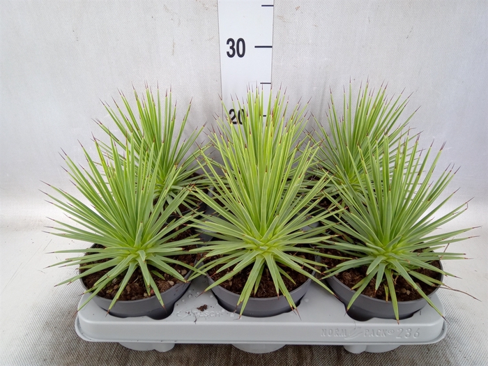 <h4>Agave stricta 'Nana'</h4>