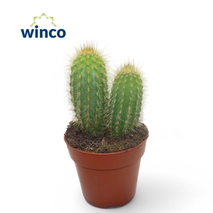 Pilosocereus Chrysotele