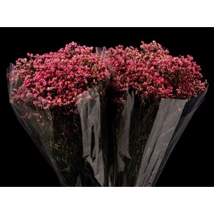 Limonium Dark Red