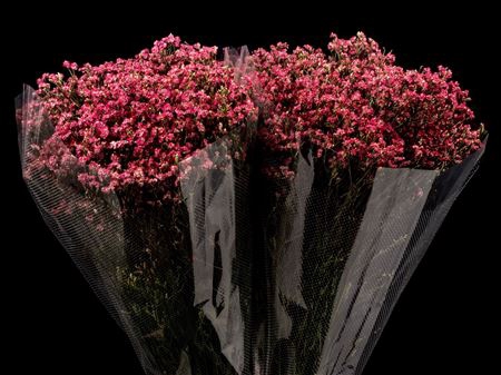 <h4>Limonium Dark Red</h4>