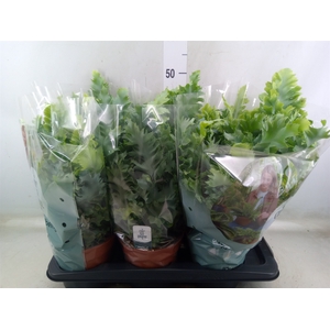 Phlebodium aureum 'Davana'
