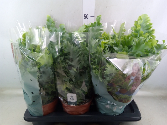 <h4>Phlebodium aureum 'Davana'</h4>