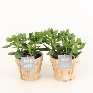Crassula Ovata in Wood bruin