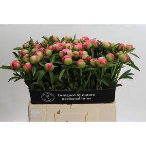Paeonia Coral Charm