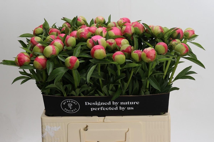 <h4>Paeonia Coral Charm</h4>