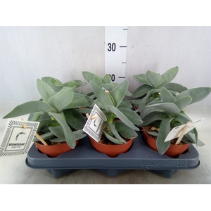 Crassula  'Boomerang'