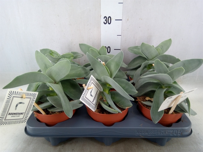 <h4>Crassula  'Boomerang'</h4>