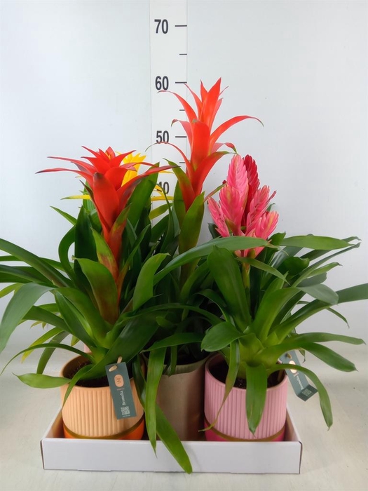 <h4>Bromelia   ...mix</h4>